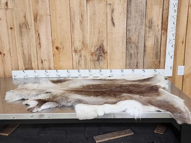 Soft Tanned Caribou Skin Taxidermy