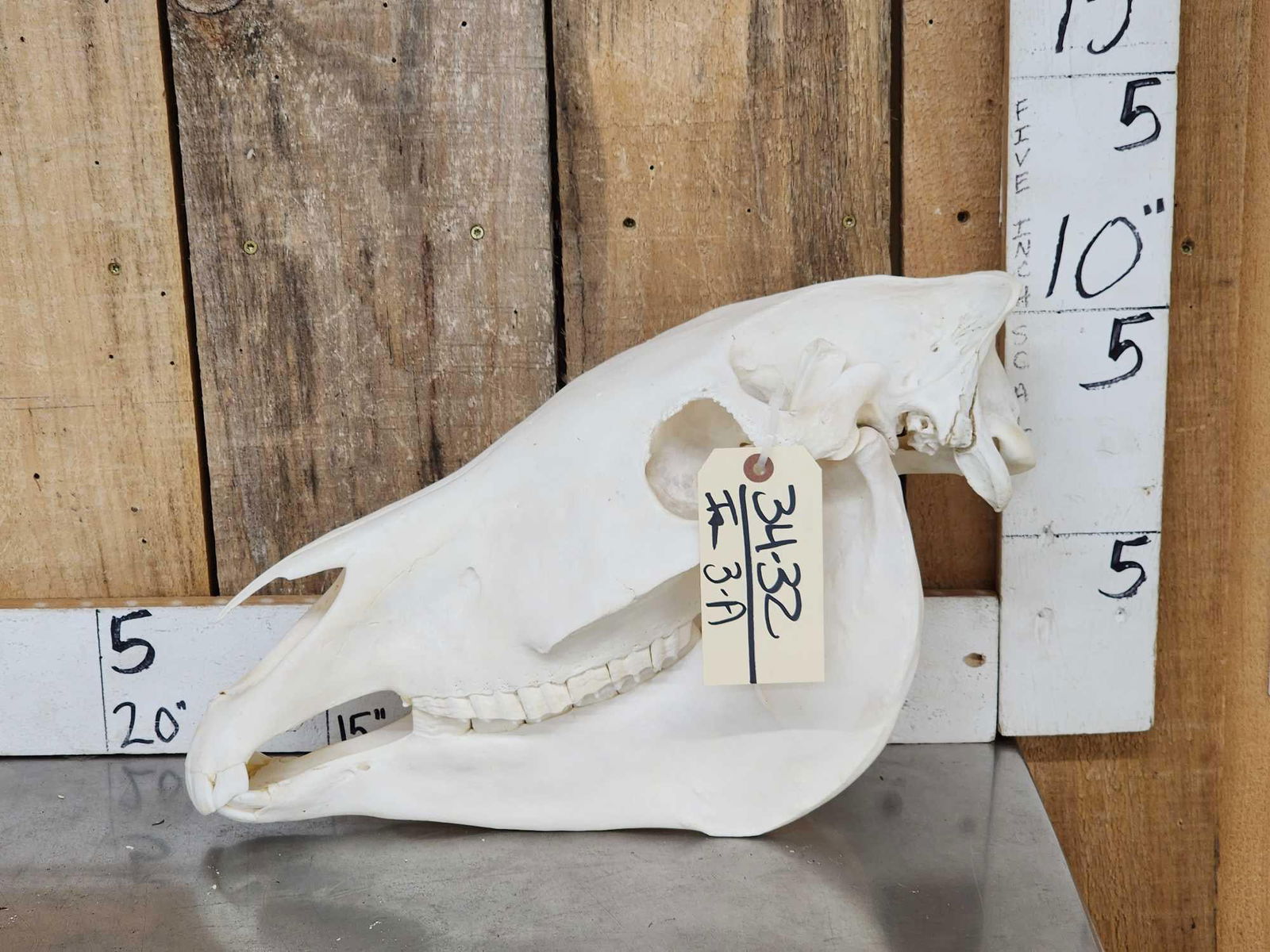 Zebra Skull Taxidermy (1 of 5)