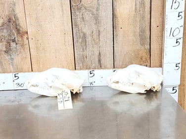 2 Nice Black Bear Skulls Taxidermy