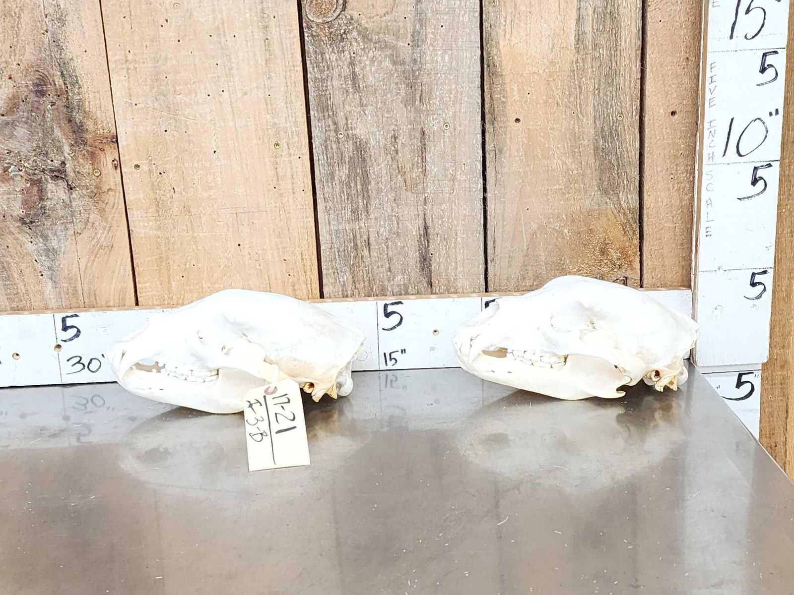 2 Nice Black Bear Skulls Taxidermy (1 of 7)