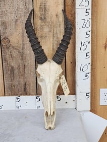 African Topi Skull Taxidermy