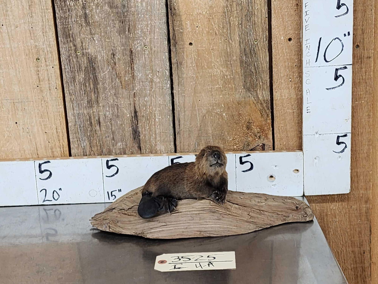 Baby Beaver Relaxing On Driftwood Taxidermy (1 of 5)