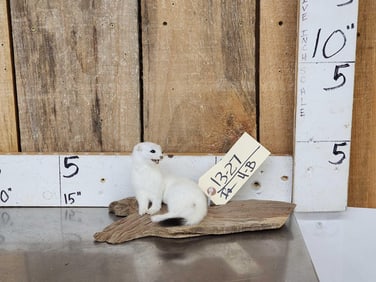 White Weasel On Driftwood Taxidermy Mount