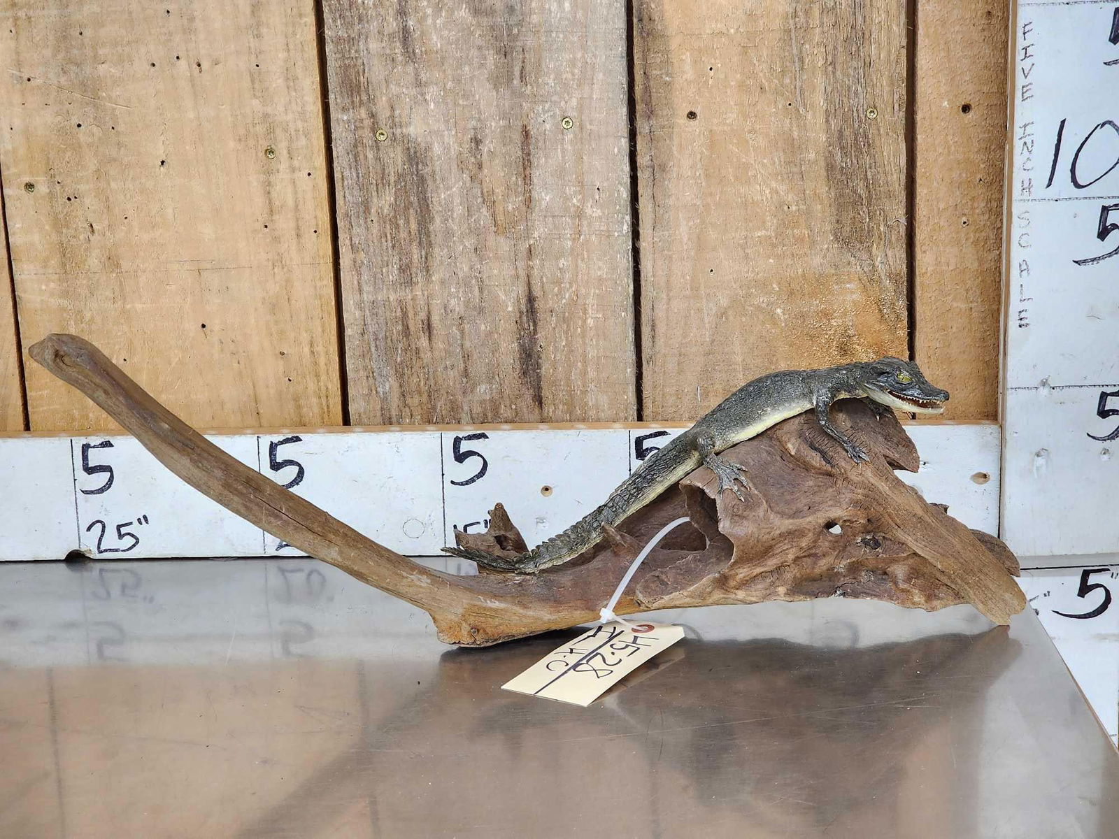 Baby Alligator Full Body Taxidermy Mount (1 of 6)