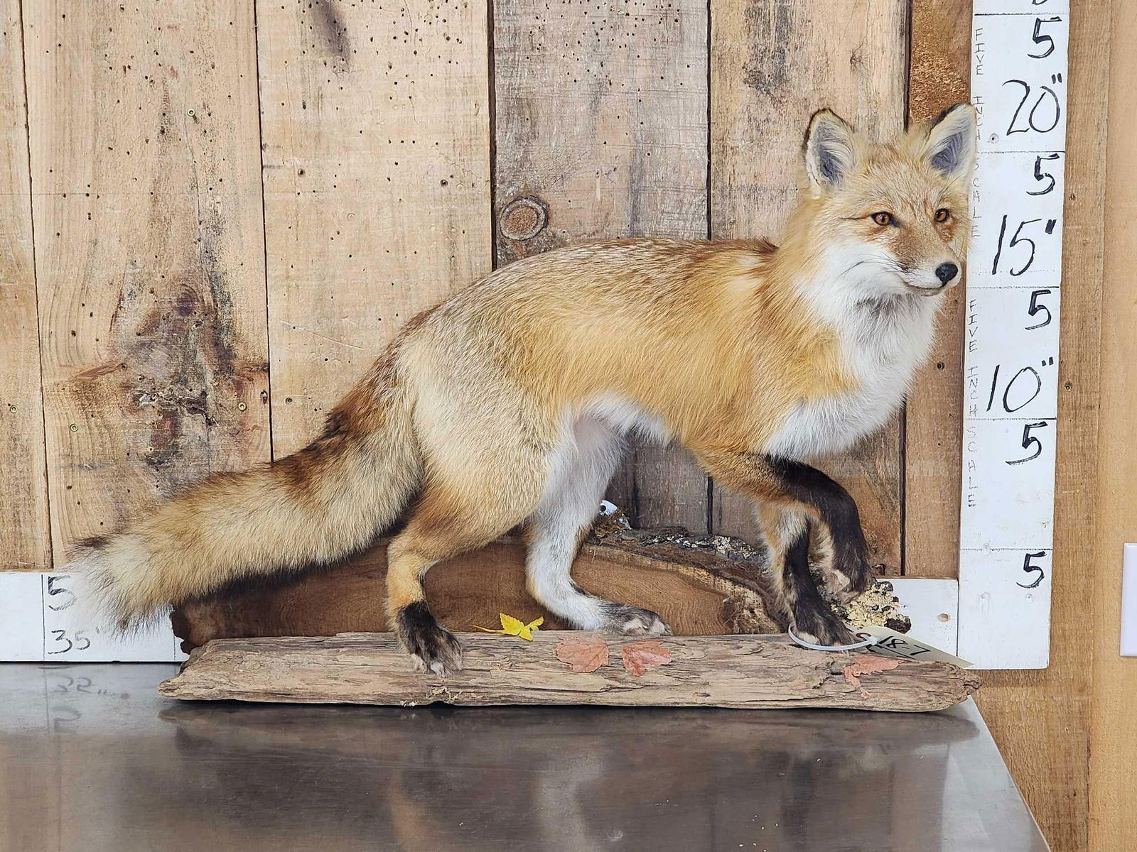 Red Fox Full Body Taxidermy Mount: 18.7 Pretty mount good facial features thick prime fur with work as a table top or wall hanging display