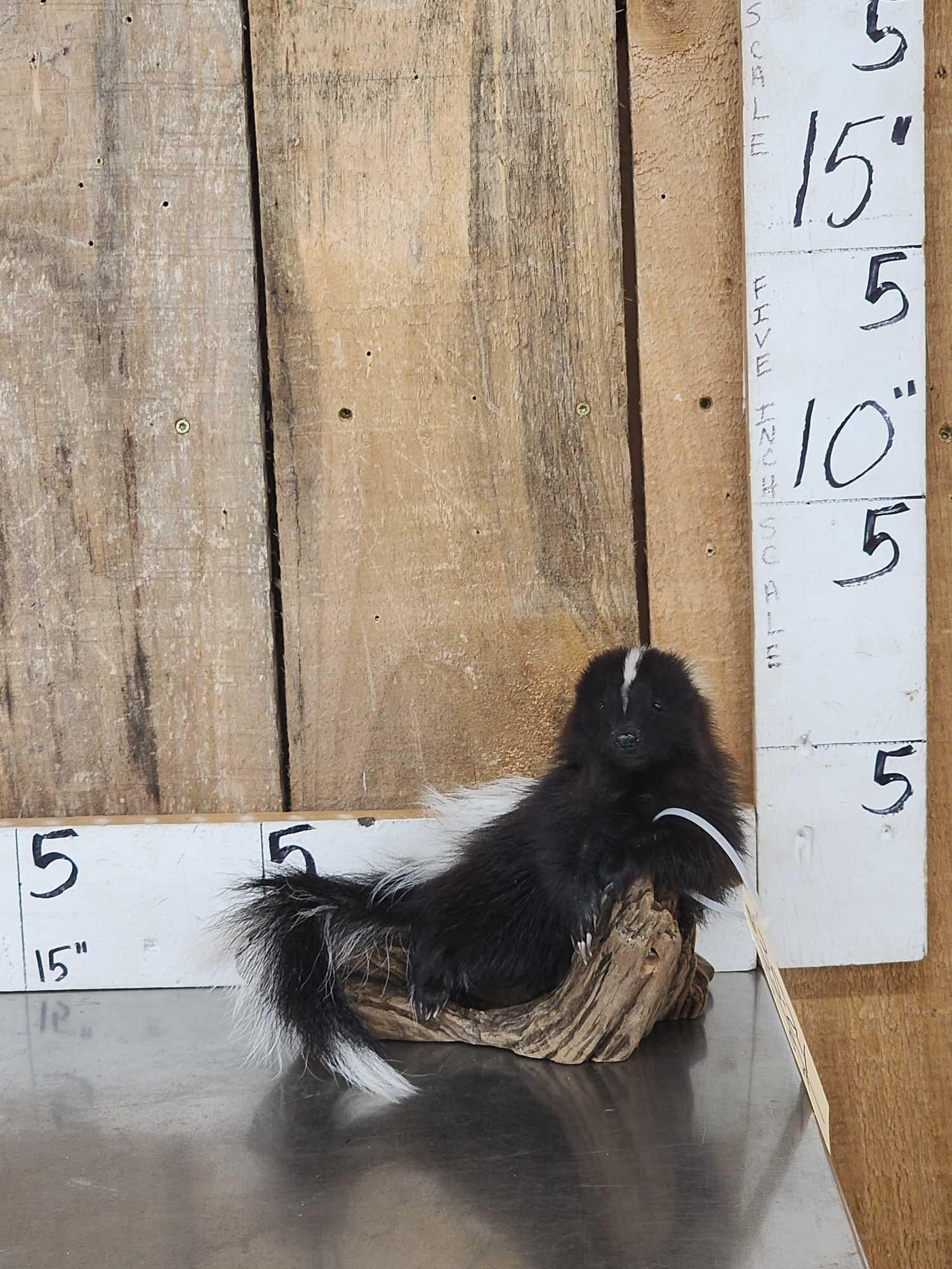Baby Skunk Relaxing On Driftwood Taxidermy: 35.24 Cute factor is HIGH great look