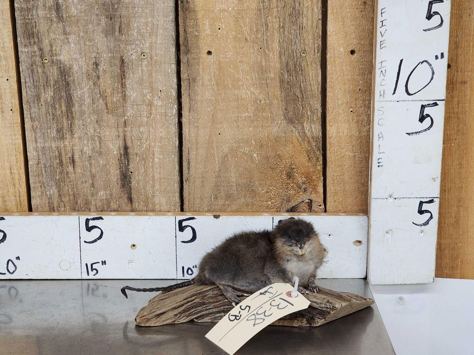 Juvenile Muskrat Full Body Taxidermy Mount: 13.38 On driftwood