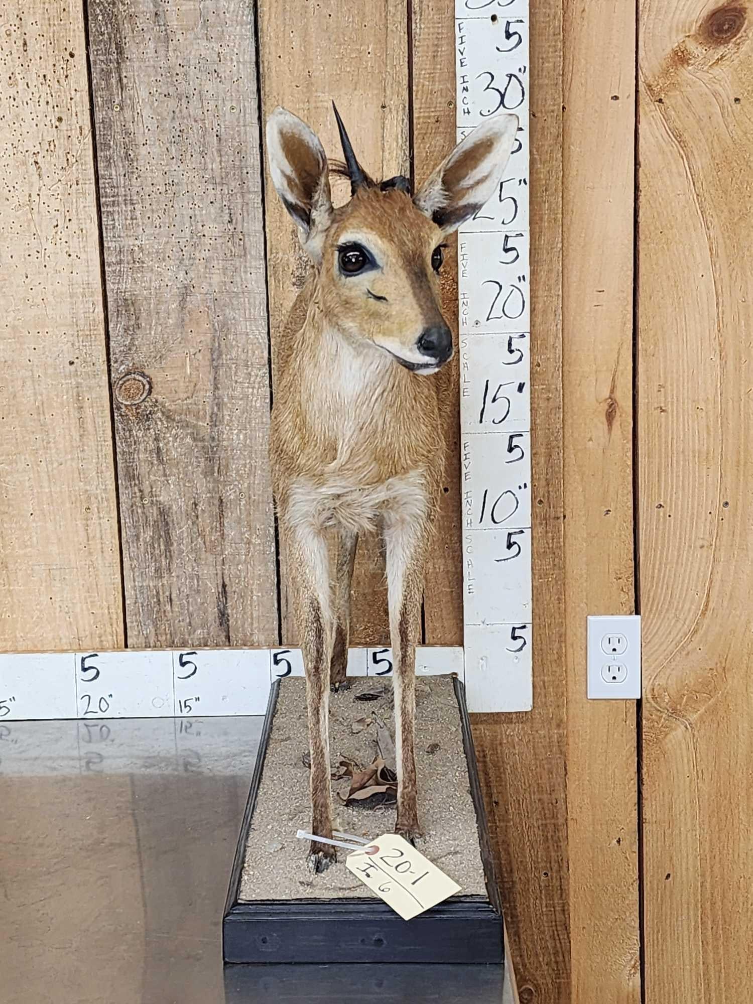 African Duiker Nontypical Horns (1 of 7)