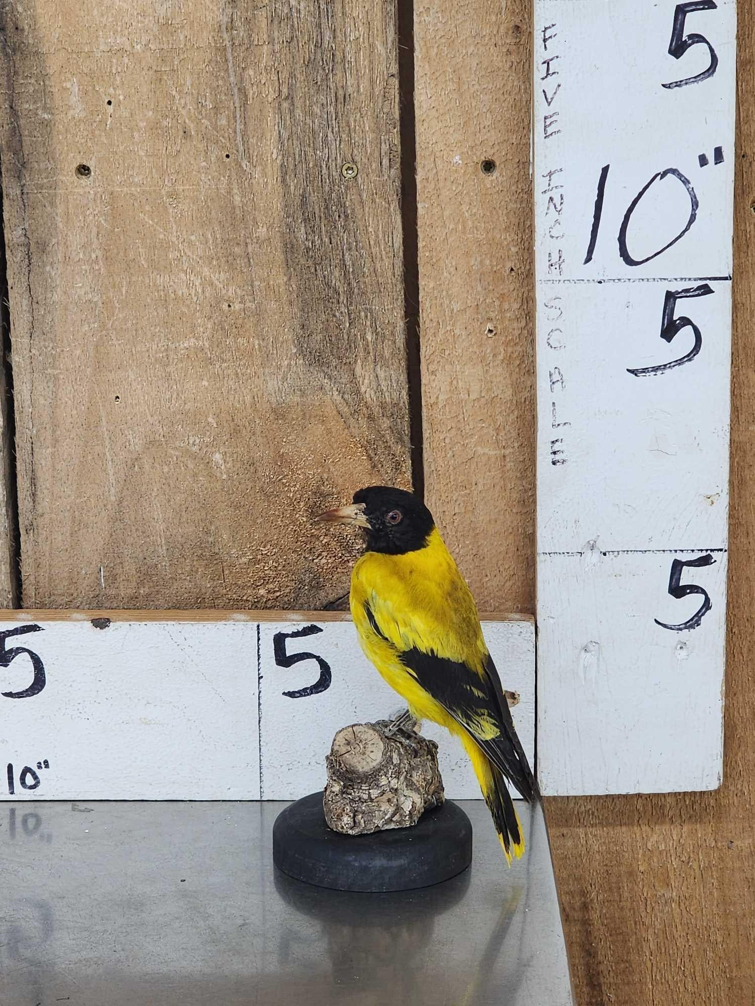 Black Hooded Oriole Full Body Bird Taxidermy: 34.21 Nice vintage mount pretty colors Southern Asia India Sri Lanka