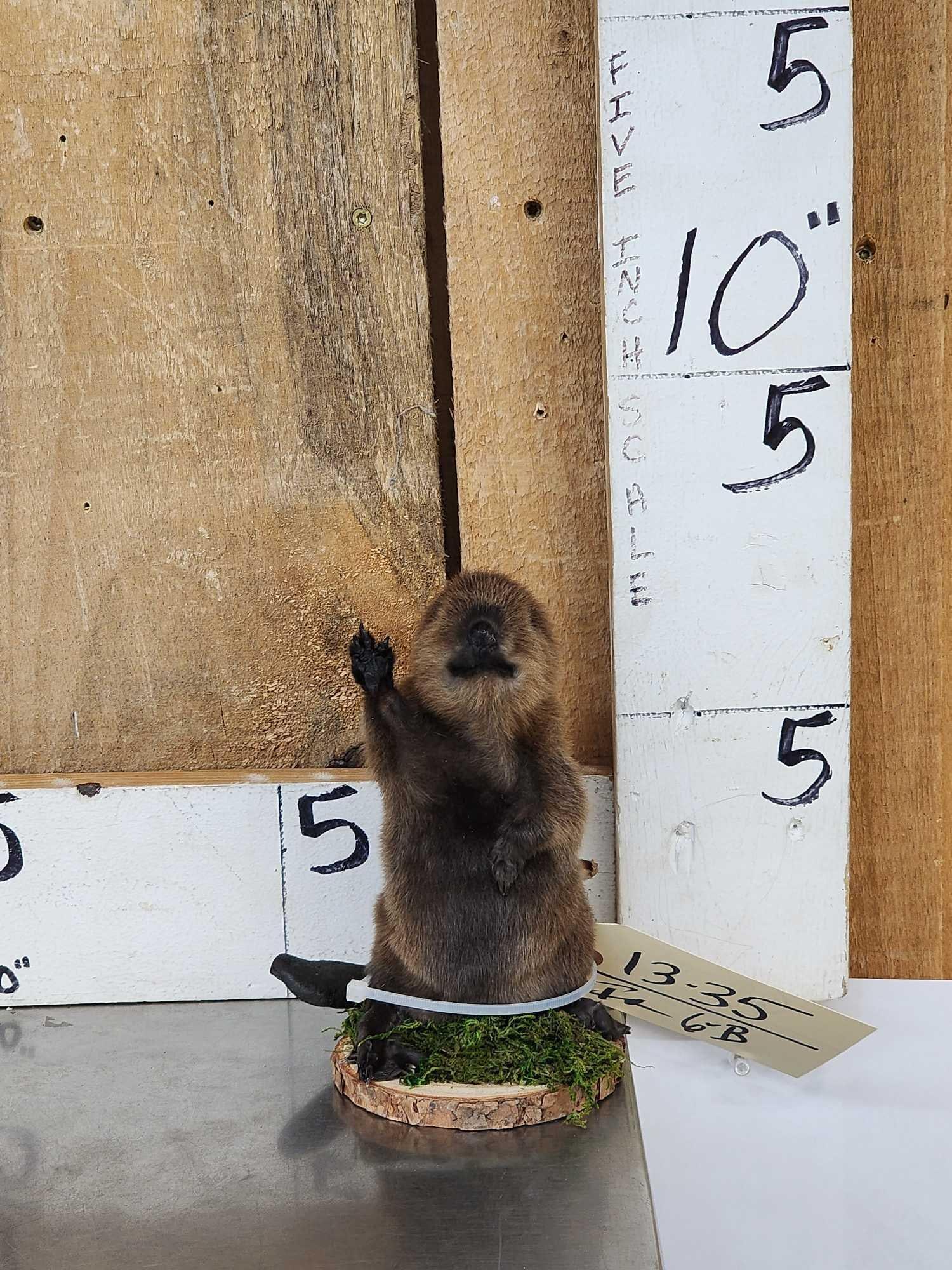 Baby Beaver Full Body Taxidermy Mount (1 of 4)