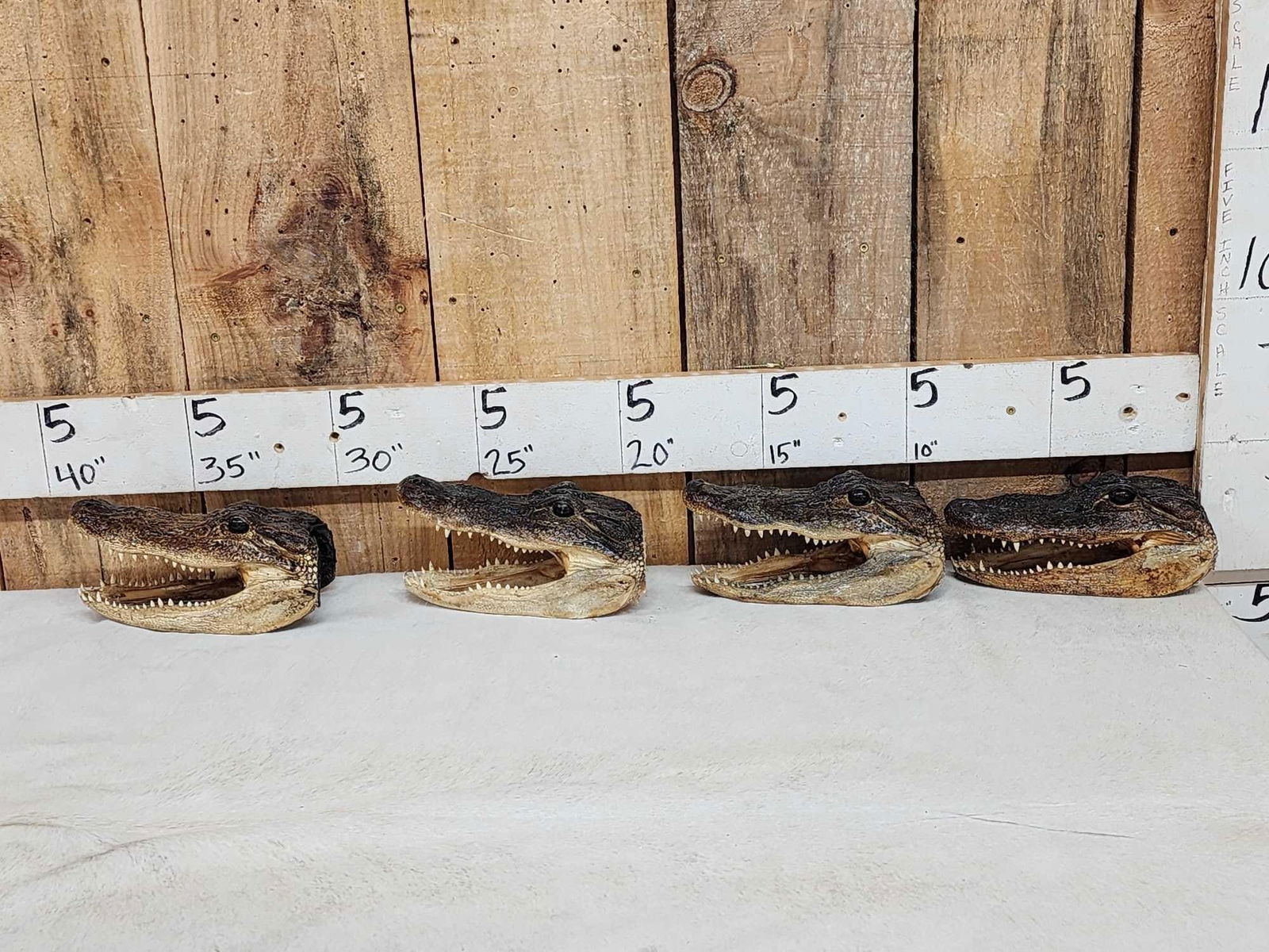 4 Alligator Heads Taxidermy: 52.31 Medium size one money buys the lot