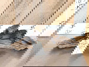 2 Baby Beavers Playing On Driftwood Taxidermy