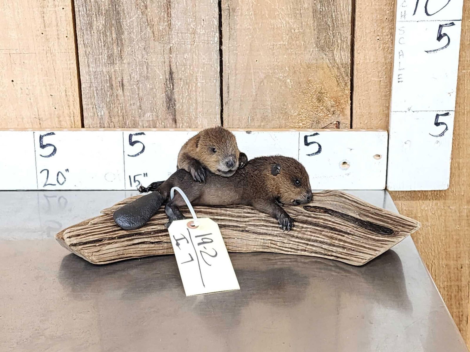 2 Baby Beavers Playing On Driftwood Taxidermy (1 of 9)