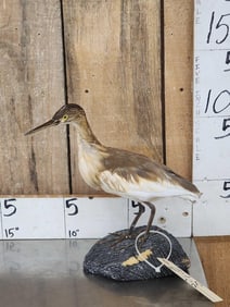 Squacco Heron Full Body Bird Taxidermy