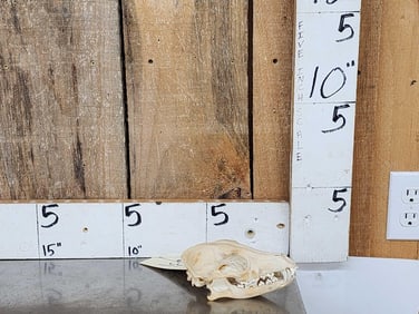 African Black Back Jackal Skull Taxidermy