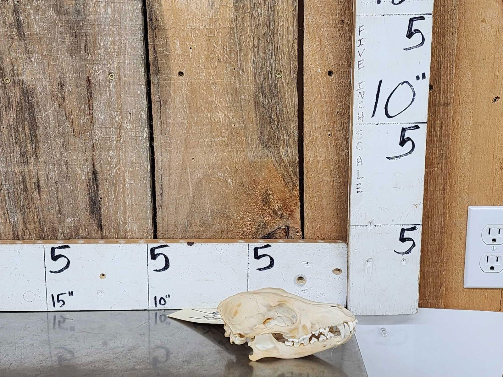 African Black Back Jackal Skull Taxidermy: 31.55 Hard piece to find Nicely done skull