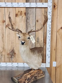 Fallow Deer Table Top Pedestal Taxidermy Mount