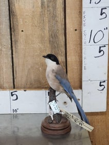 Azure Winged Magpie Full Body Bird Taxidermy