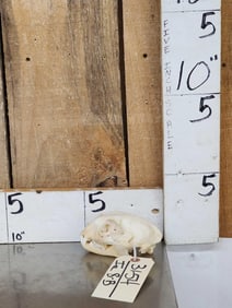 African Caracal Cat Skull Taxidermy