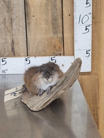 FAT Muskrat Relaxing On Driftwood Taxidermy