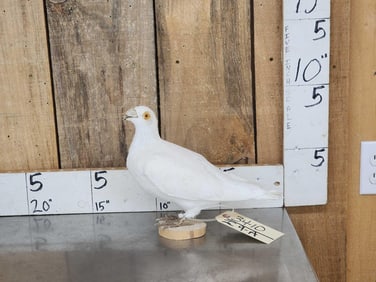 White Pigeon Full Body Bird Taxidermy