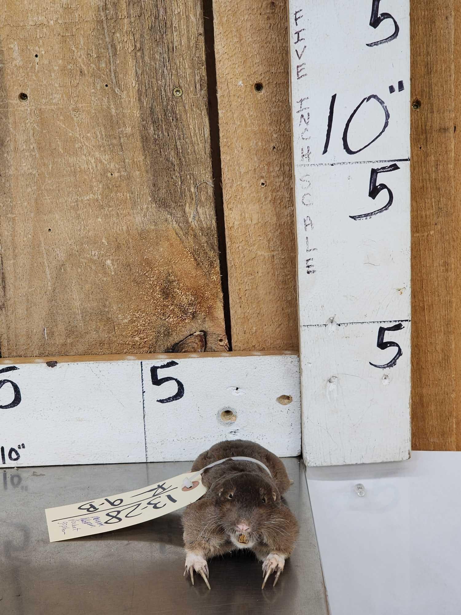 Pocket Gopher Full Body Taxidermy Mount: 13.28 Unusual mount to find great condition