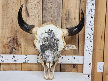 Big American Bison Buffalo Decorated Skull Taxidermy