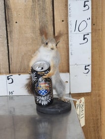Abert's Squirrel Full Body Taxidermy Mount