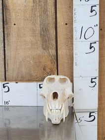 Big African Chakma Baboon Skull Taxidermy