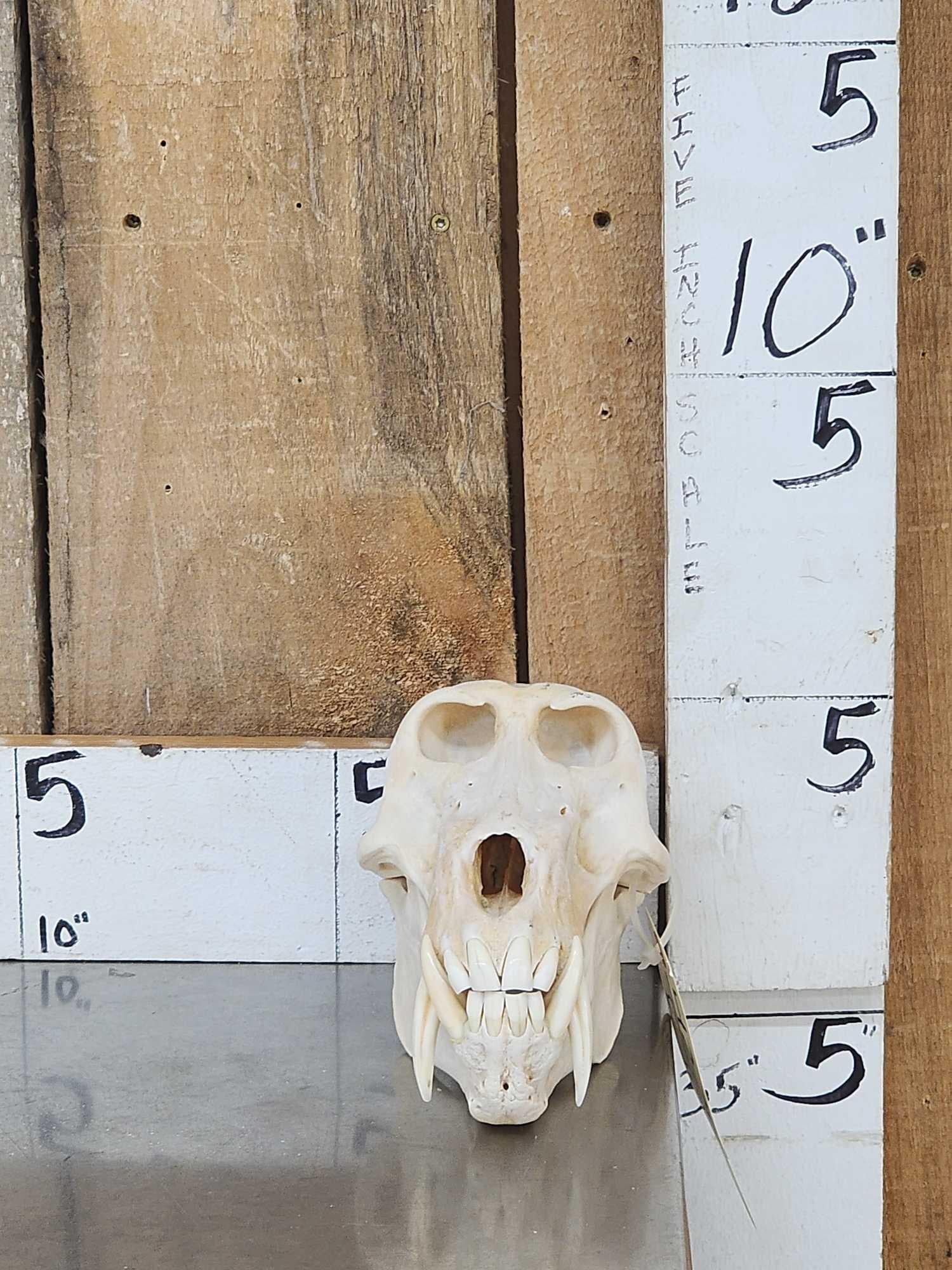 Big African Chakma Baboon Skull Taxidermy (1 of 7)