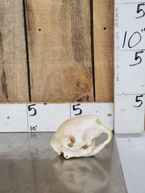 African Crested Porcupine Skull Taxidermy