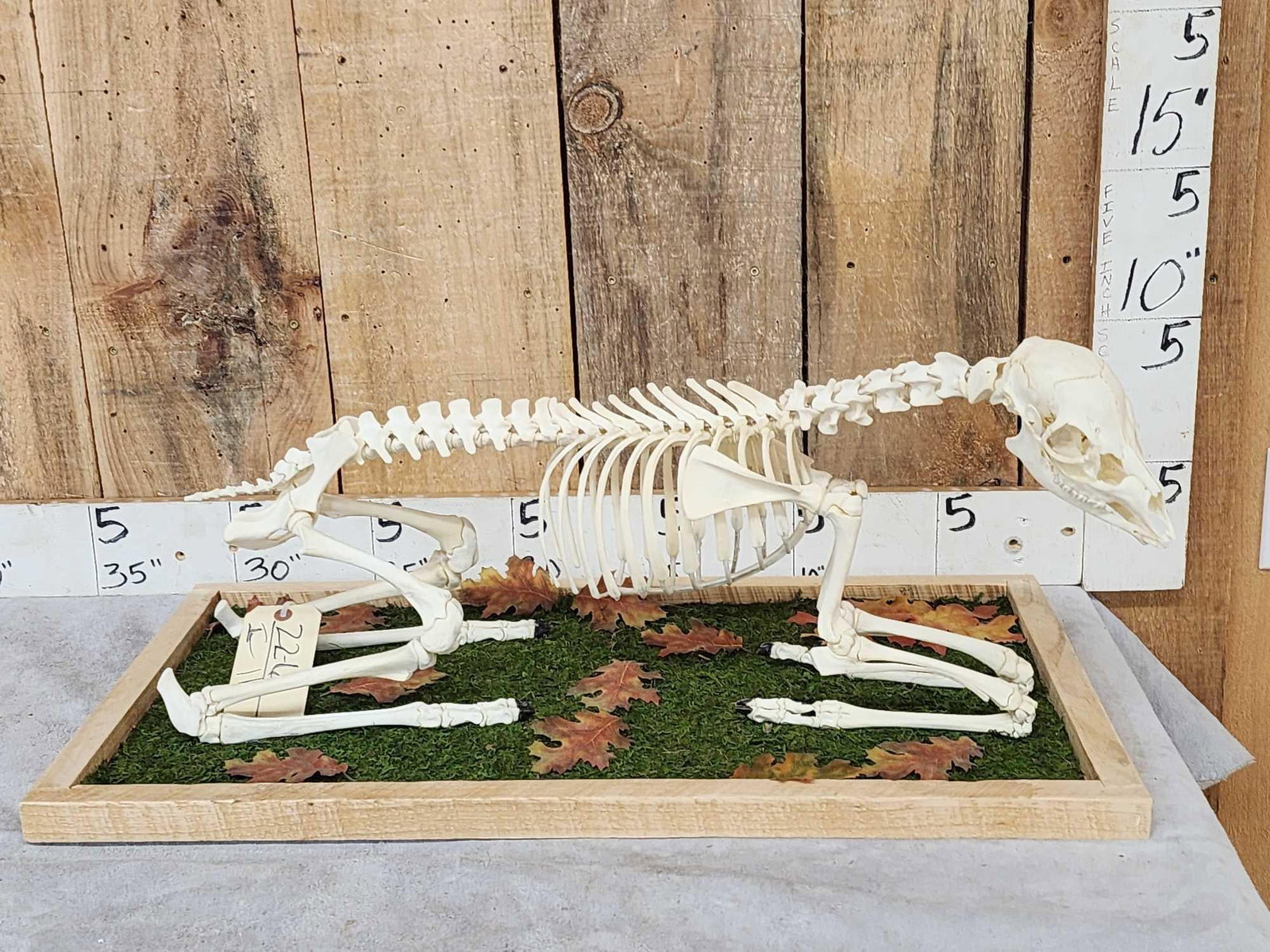 Articulated Whitetail Fawn Skelton Taxidermy (1 of 10)