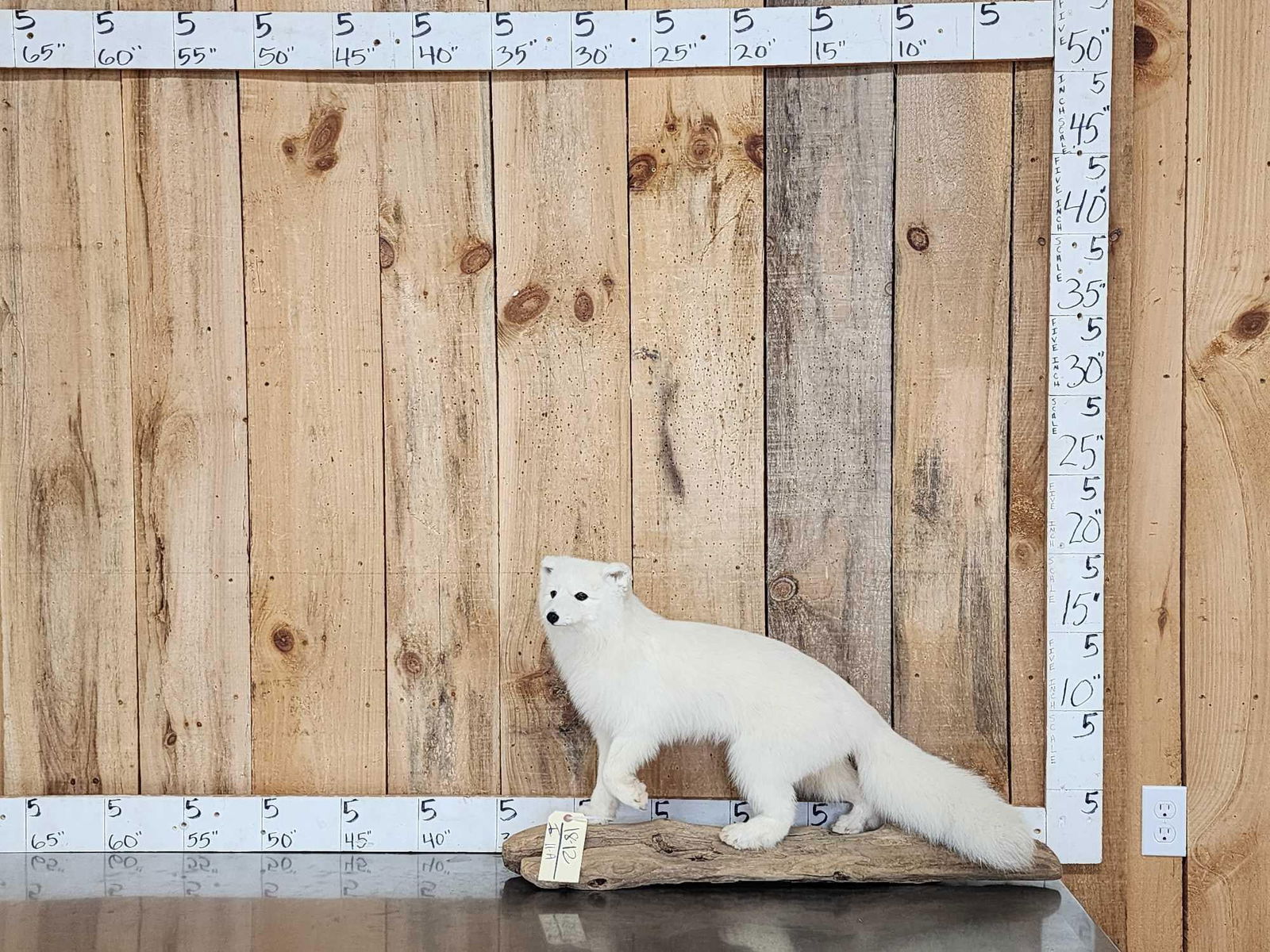 Arctic Fox Full Body Taxidermy Mount (1 of 8)