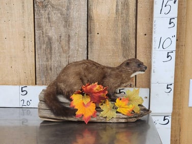 Mink Full Body Taxidermy Mount