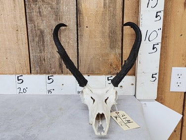 Pronghorn Antelope Skull Taxidermy