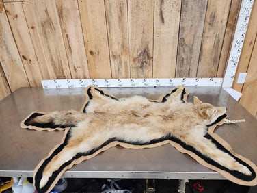Blonde Phase Coyote Rug Taxidermy