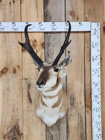 Pronghorn Antelope Shoulder Mount Taxidermy