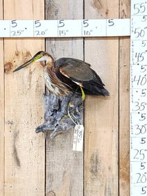 Purple Heron Full Body Bird Taxidermy