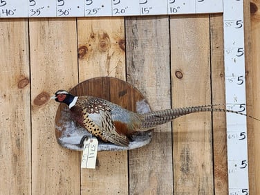 Nice Ringneck Pheasant Full Body Bird Taxidermy