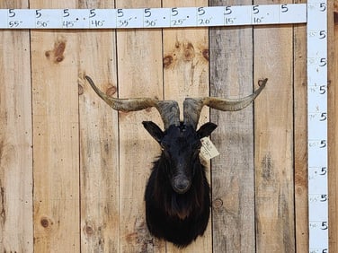 Black Feral Goat Shoulder Mount Taxidermy