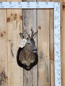 Roe Deer Shoulder Mount Taxidermy