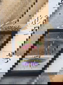 2 Giant Peruvian Grasshoppers In Frame Taxidermy Entomology