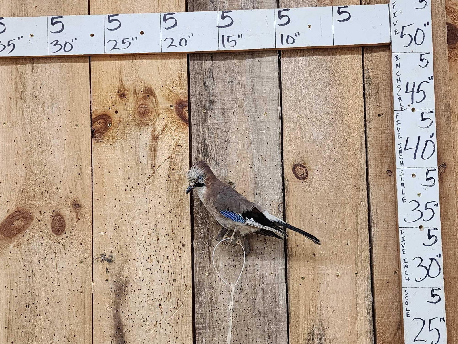 Eurasian Jay Full Body Bird Taxidermy (1 of 4)