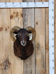 Arawapa Cross Ram Sheep Shoulder Mount Taxidermy