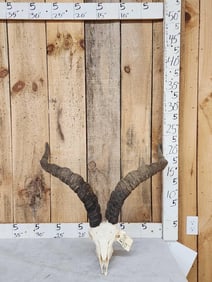Spanish Gredos Ibex Skull Taxidermy