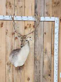 Awesome Fallow Deer Shoulder Mount Taxidermy