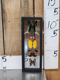 Frame Of 5 Beautiful Butterflies Taxidermy