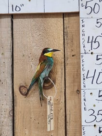 European Bee Eater Bird Taxidermy