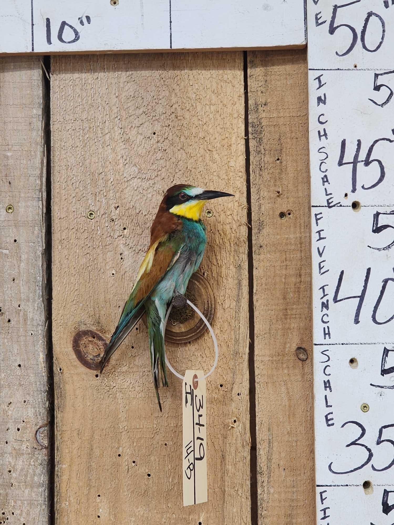 European Bee Eater Bird Taxidermy: 34.19 Nicely done mount vibrant colors