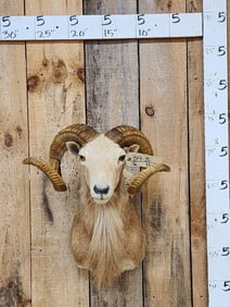 Mouflon Cross Ram Sheep Shoulder Mount Taxidermy
